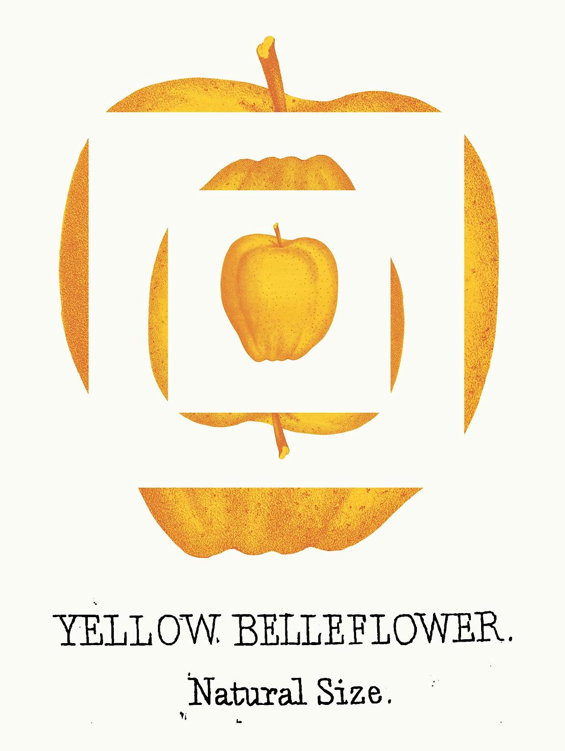An illustration of several yellow apples within one another reads "yellow belleflower."